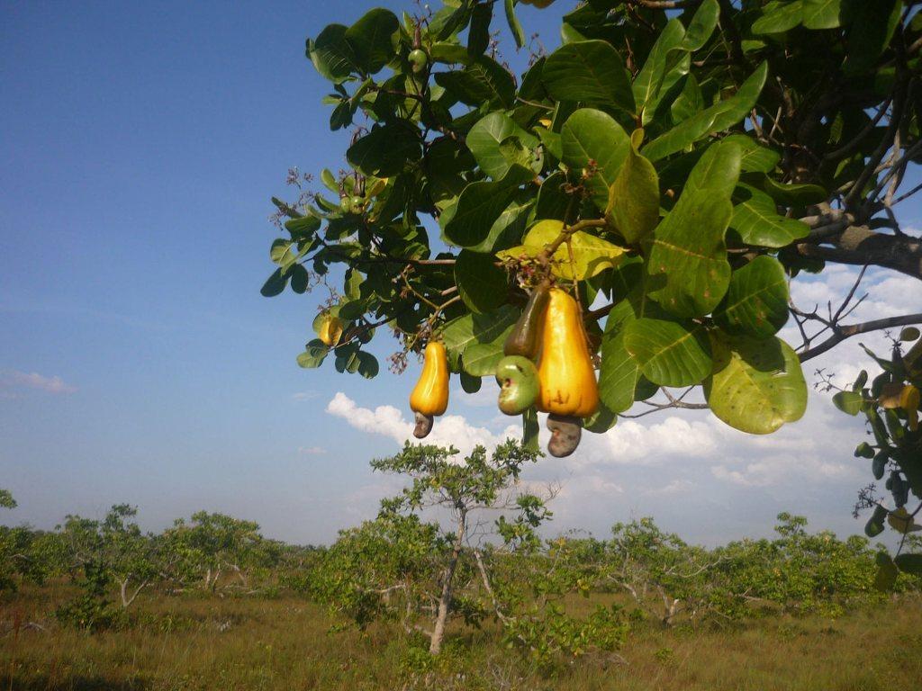 Bandera de Marañón