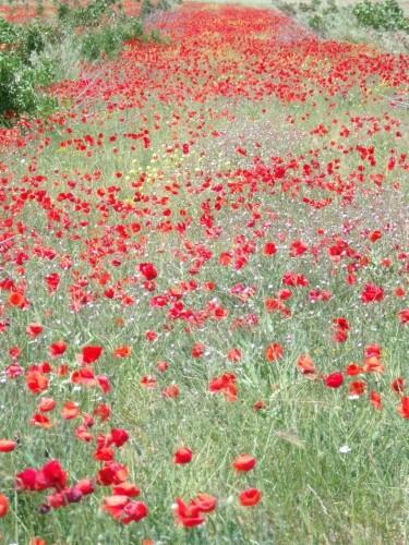 Imagen de Abengibre mapa 02250 4 