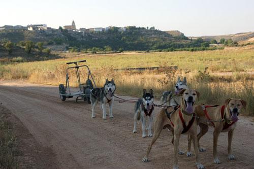 Imagen de Abengibre mapa 02250 6 