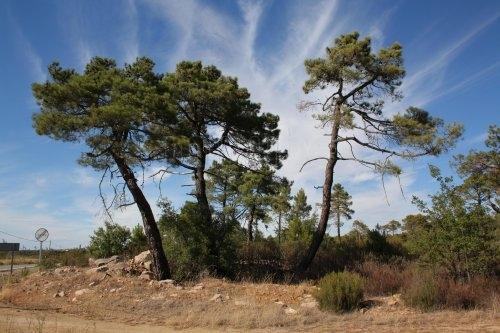 Imagen de Ablanque mapa 19442 5 