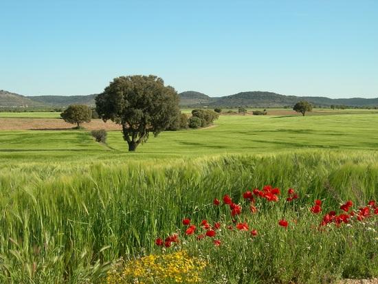 Imagen de Alatoz mapa 02152 4 