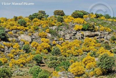 Imagen de Alburquerque mapa 06510 4 