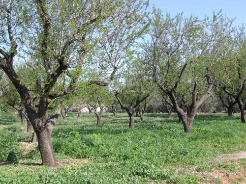 Imagen de Alcalalí mapa 03728 5 