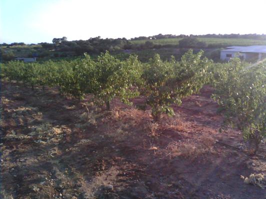 Imagen de Alcolea del Río mapa 41449 6 