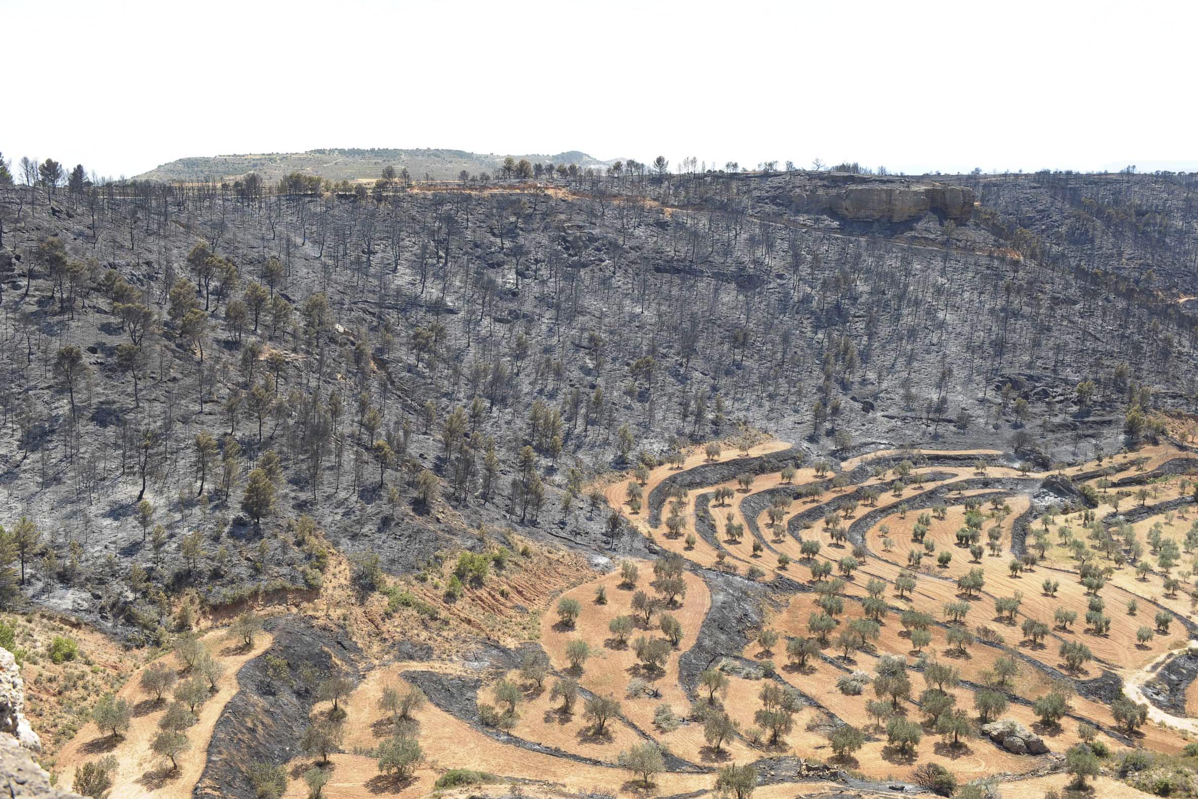 Imagen de Alloza mapa 44509 4 