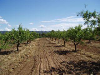 Imagen de Almatret mapa 25187 5 