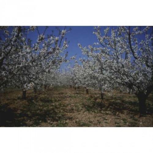 Imagen de Arándiga mapa 50266 2 