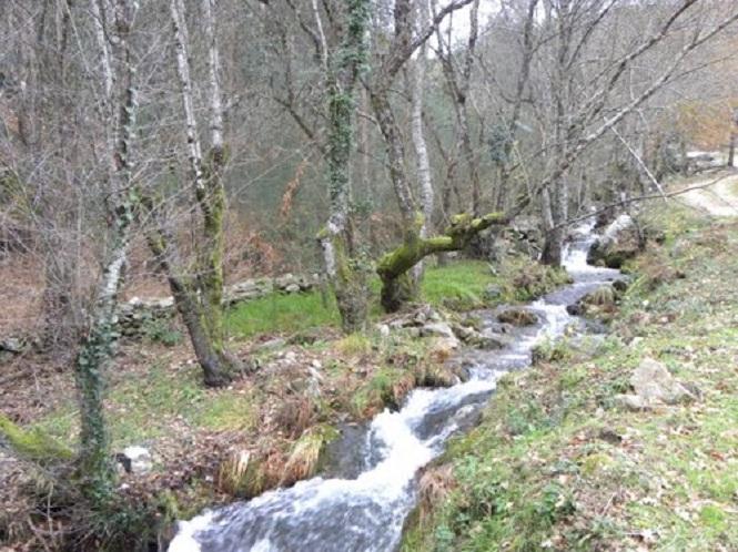 Imagen de Arbo mapa 36430 6 