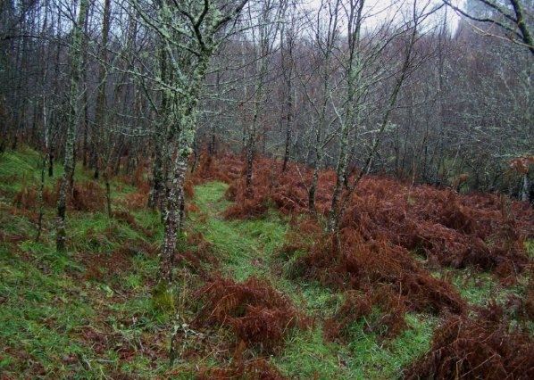 Imagen de Beariz mapa 32520 5 