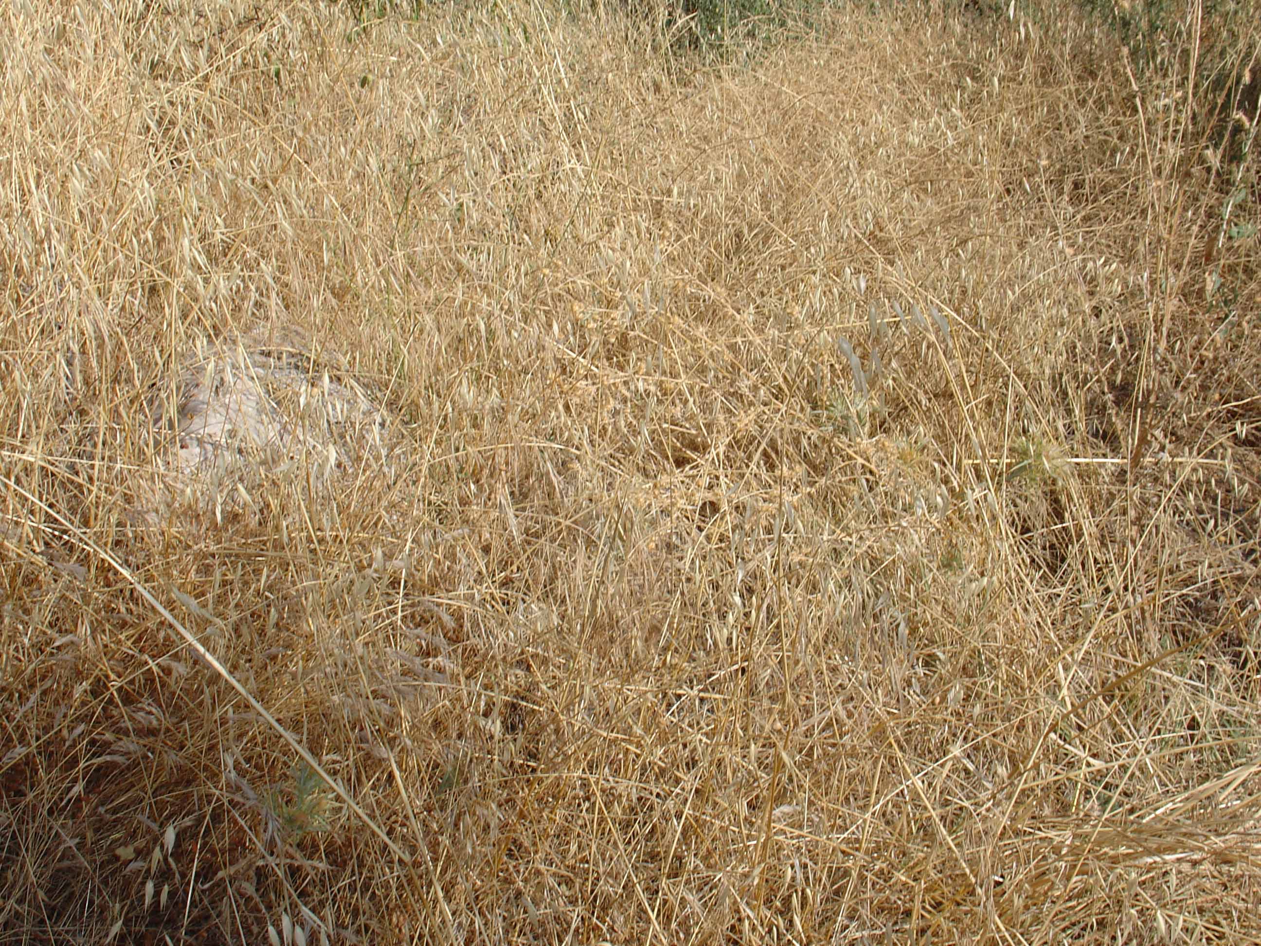 Imagen de Beas de Granada mapa 18184 3 