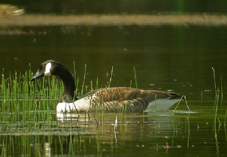 Imagen de Begonte mapa 27373 5 