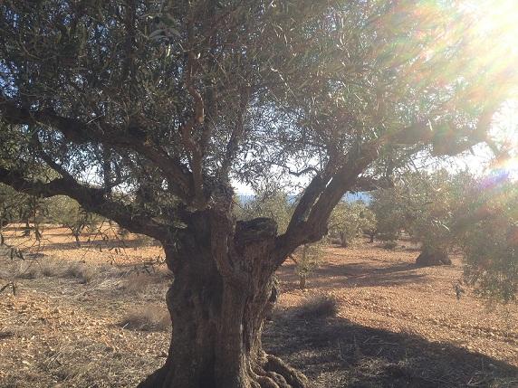 Imagen de Beneixama mapa 03460 5 