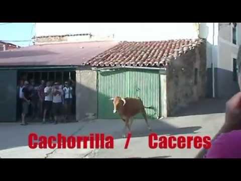 Imagen de Cachorrilla mapa 10881 5 