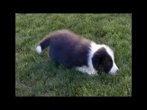 Imagen de Cachorrilla mapa 10881 6 