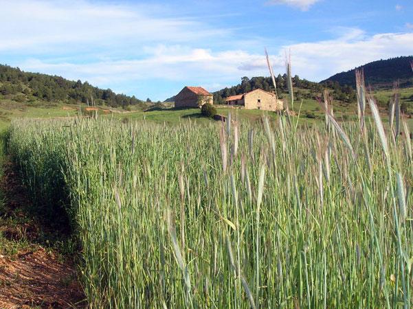Imagen de Cañada de Benatanduz mapa 44140 3 