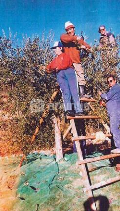 Imagen de Cervià de les Garrigues mapa 25460 4 