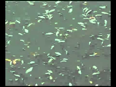 Imagen de Chimillas mapa 22194 5 