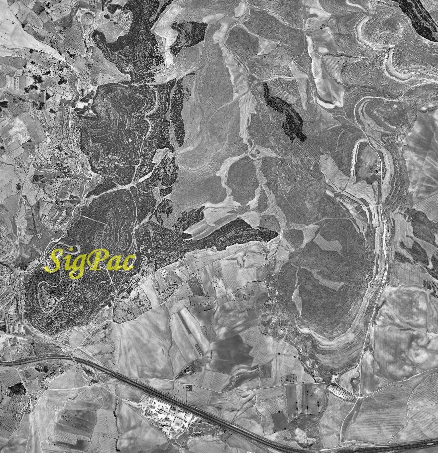 Imagen de Chinchilla mapa 02520 6 