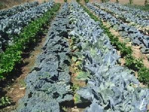 Imagen de Chueca mapa 45113 5 