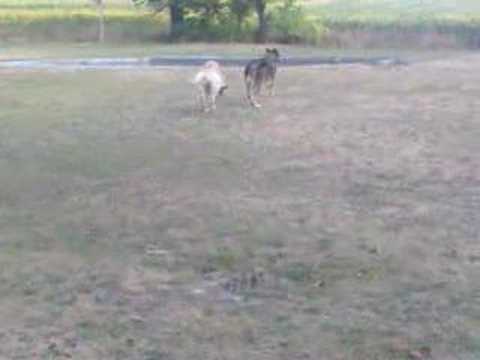 Imagen de Ciruelos del Pinar mapa 19285 6 