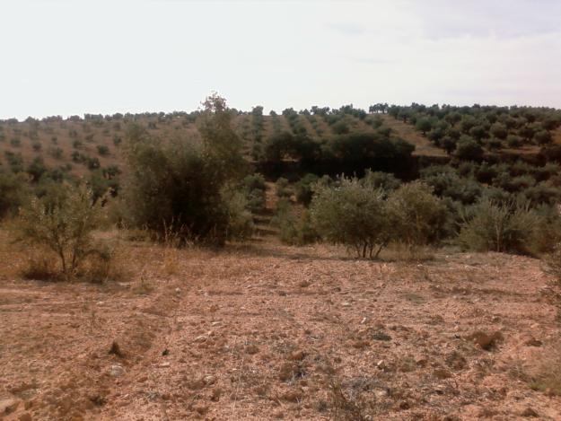 Imagen de Cogollos de la Vega mapa 18211 3 