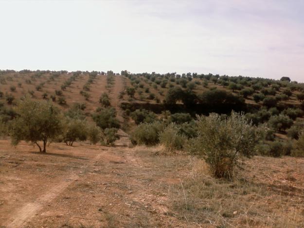 Imagen de Cogollos de la Vega mapa 18211 4 