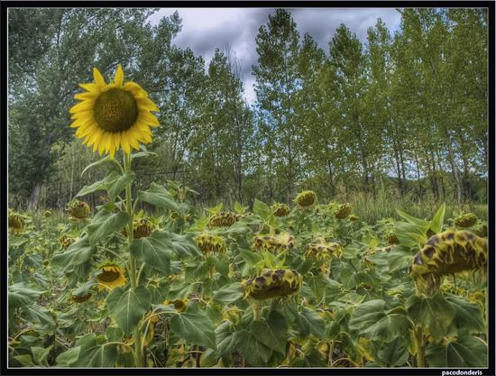 Imagen de Corduente mapa 19341 4 