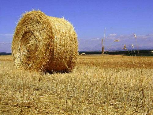 Imagen de Dehesa de Romanos mapa 34406 6 