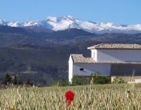 Imagen de Diezma mapa 18180 5 