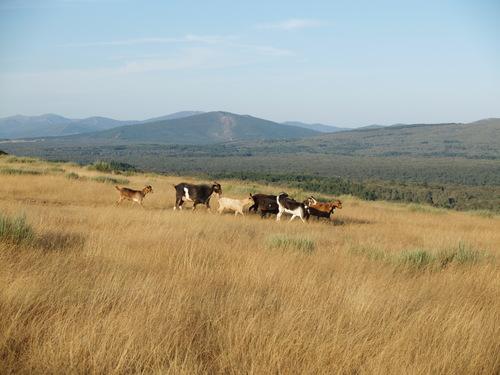 Imagen de El Payo mapa 37524 6 