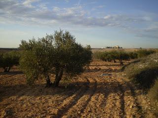 Imagen de El Pedernoso mapa 16638 5 