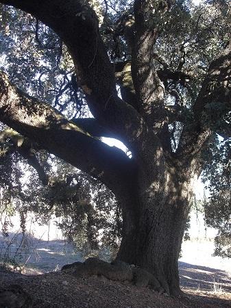 Imagen de Estopiñán del Castillo mapa 22589 6 