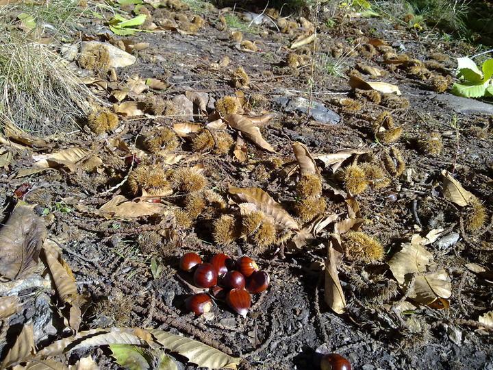 Imagen de Ferreira mapa 18513 6 