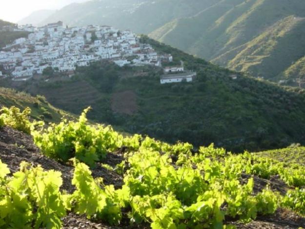 Imagen de Frailes mapa 23690 2 