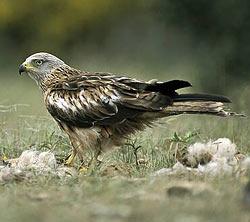 Imagen de Fresno de Torote mapa 28815 6 