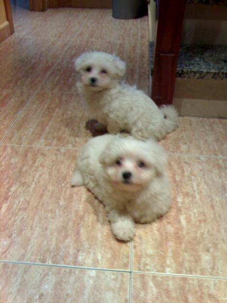 Imagen de Galindo y Perahuy mapa 37449 5 