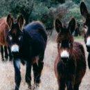 Imagen de Gamones mapa 49251 2 