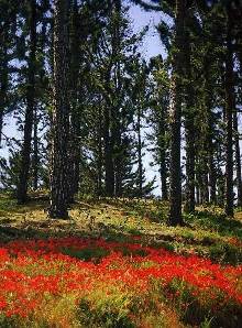 Imagen de Garafía mapa 38787 4 