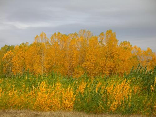 Imagen de Gema mapa 49151 3 