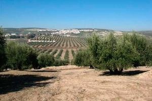 Imagen de Higuera de Calatrava mapa 23611 4 