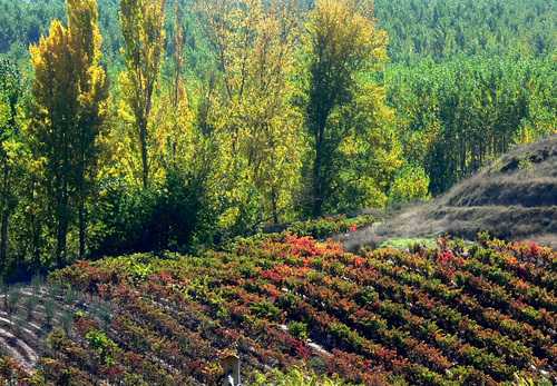 Imagen de Hormilleja mapa 26223 3 