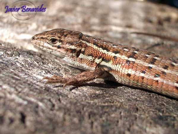 Imagen de Huélago mapa 18540 3 