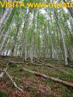 Imagen de Igantzi mapa 31790 5 