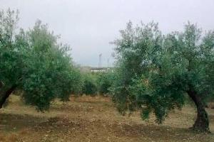 Imagen de Jabalquinto mapa 23712 6 