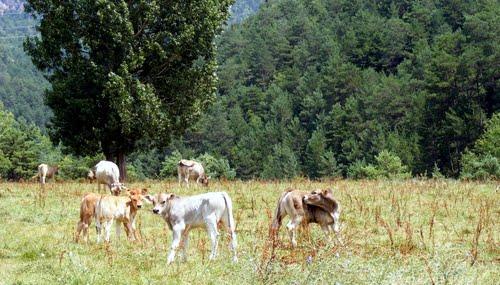 Imagen de La Coma mapa 25284 3 