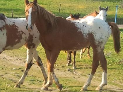 Imagen de La Coronada mapa 06469 6 