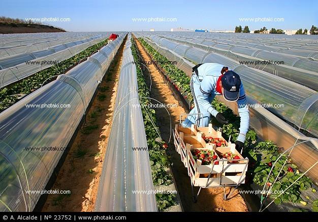 Imagen de La Palma del Condado mapa 21700 3 