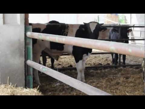 Imagen de Laperdiguera mapa 22126 4 