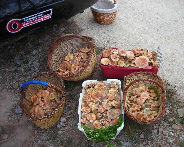 Imagen de Les Llosses mapa 17512 4 