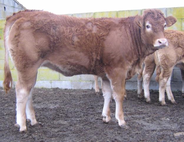 Imagen de Los Llanos de Tormes mapa 05690 5 